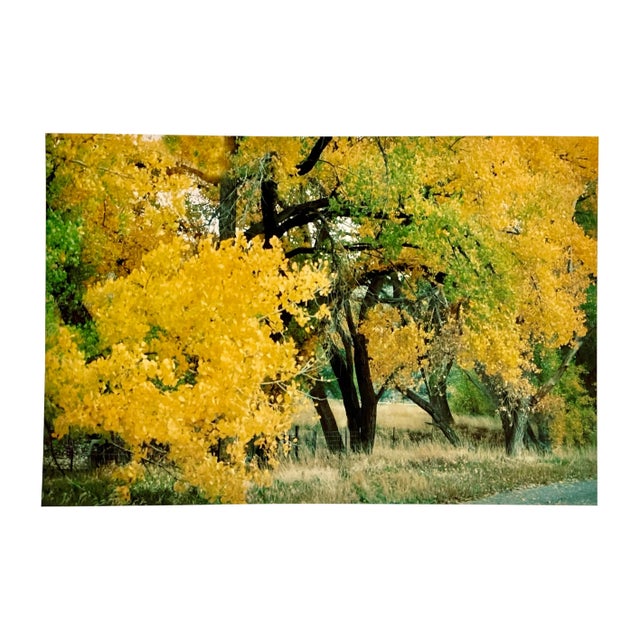 Gleb Derujinsky "Yellow Tree 3" Contemporary Landscape Photograph Print For Sale