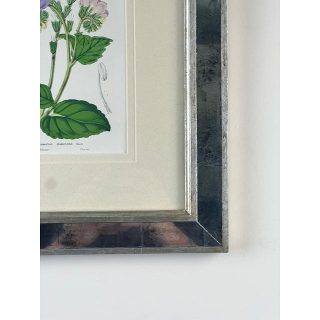 Purple Vintage Trowbridge Custom Framed Botanical Print “Cosmanthus Grandiflorus” After Louis Van Houtte (1810–1876) For Sale - Image 8 of 10