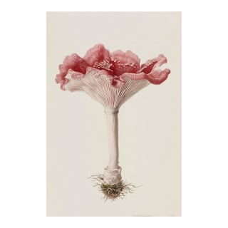 6" X 9" 'Blushing Rosette' or 'Abortiporus Biennis' Mushroom - Original Botanical Herbarium Watercolor & Pencil - Fine Art Print For Sale