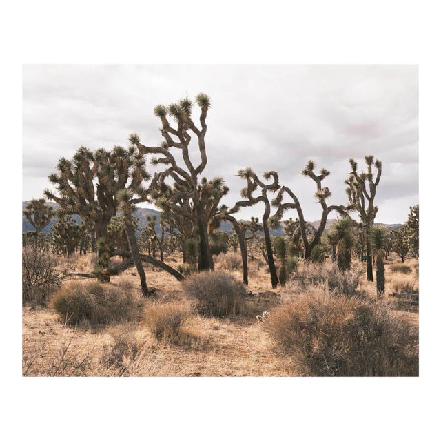 Joshua Tree Photograph in Muted Tones - 16" X 20" For Sale