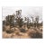 Joshua Tree Photograph in Muted Tones - 16" X 20" For Sale