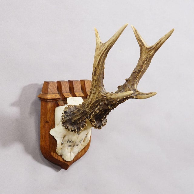 Rustic European Red Deer Trophy on Wooden Plaque, by Philip Ernst, Prince of Thurn and Taxis, 1955 For Sale - Image 3 of 6