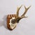 Rustic European Red Deer Trophy on Wooden Plaque, by Philip Ernst, Prince of Thurn and Taxis, 1955 For Sale - Image 3 of 6