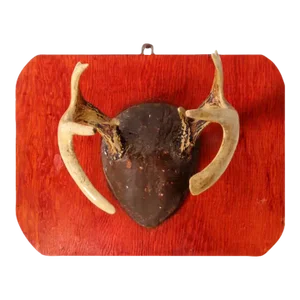 Vintage Deer Antler Wall Mount