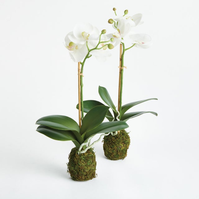Our Phalaenopsis Orchid DropIn offers an exquisitely realistic interpretation of this regal flower, capturing every detail...