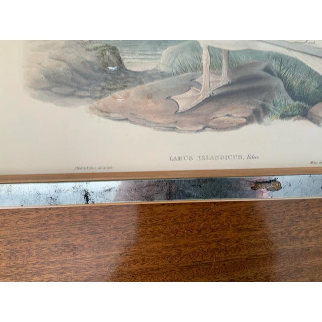 Hand Colored Bird Prints in Vintage Mercury Frames- Set of 3 For Sale - Image 12 of 13