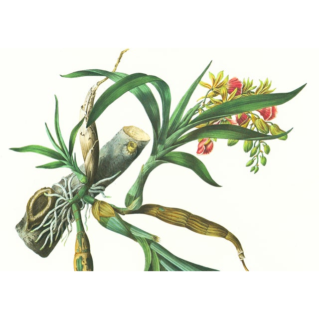 Limited edition reproduction print of one of the most famous botanical works ever produced, "The Orchidaceae of Mexico and...