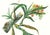 Limited edition reproduction print of one of the most famous botanical works ever produced, "The Orchidaceae of Mexico and...