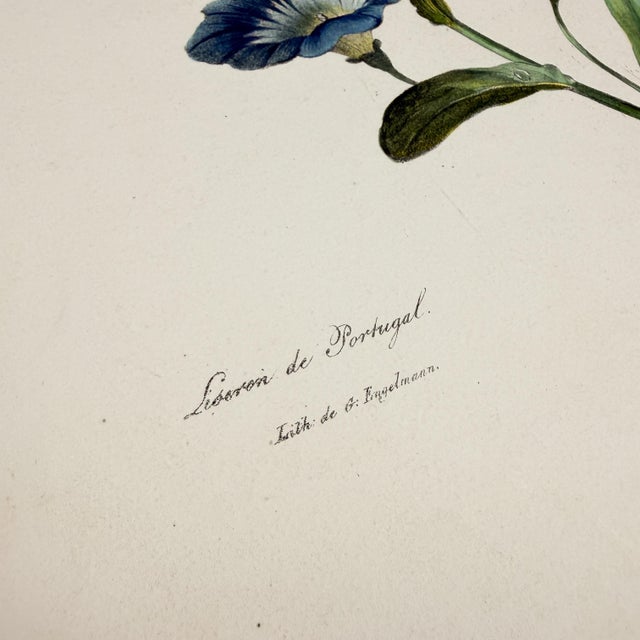 Rustic European Antique Botanical Print of Morning Glory | 1818 French Hand-Colored Lithograph For Sale - Image 3 of 8