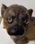 Large 19th Century English Cold-Painted Terracotta Bulldog Figure With Glass Eyes For Sale - Image 4 of 17