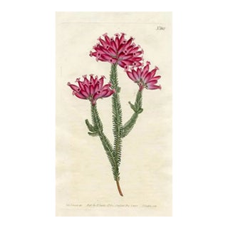 1802, Heather Botanical Print, Curtis's Botanical Magazine, Original Antique Botanical Print, Engraving, England For Sale