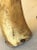 Early 19th Century Gun Powder Horn With Original Carved Pin For Sale - Image 11 of 12