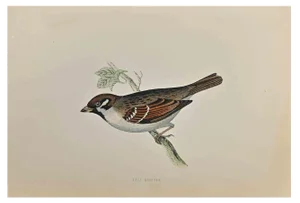Alexander Francis Lydon, Tree Sparrow, Woodcut Print, 1870