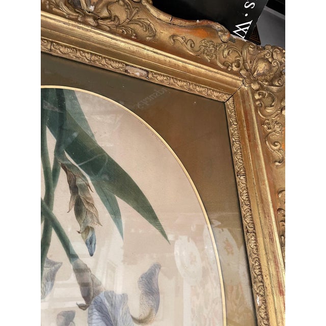 Emily Stackhouse, Schwertlilie, 1864, Watercolor on Paper, Framed For Sale - Image 4 of 12