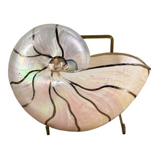 Natural Pearlized Nautilus Shell With Silver Gilded Trim For Sale