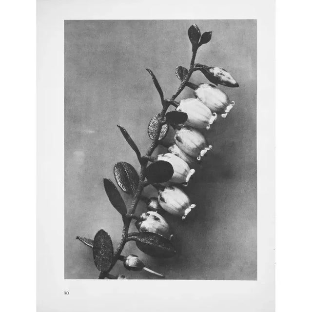 アート・デザイン・音楽 KARL BLOSSFELDT WORKING COLLAGES アート・デザイン・音楽 KARL BLOSSFELDT WORKING COLLAGES Karl