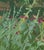 In the Thicket by Judd Mercer | Gouache On Paper Floral scene with green foliage and colorful flowers. For Sale - Image 4 of 5