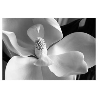 Baryta, Magnolia Grandiflora Flower, Photographic Paper For Sale