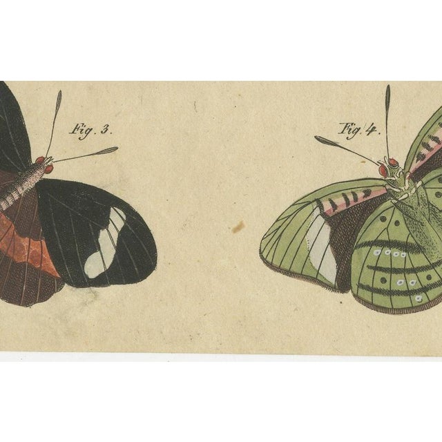 19th Century Bertuch, Exotic Butterflies and Saturniid Moth, 1815, Print For Sale - Image 5 of 12