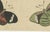 19th Century Bertuch, Exotic Butterflies and Saturniid Moth, 1815, Print For Sale - Image 5 of 12