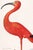 A striking natural history illustration featuring a scarlet ibis rendered in vibrant crimson tones against a warm...