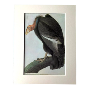 Vintage John James Audubon Matted Print, 1966: California Condor