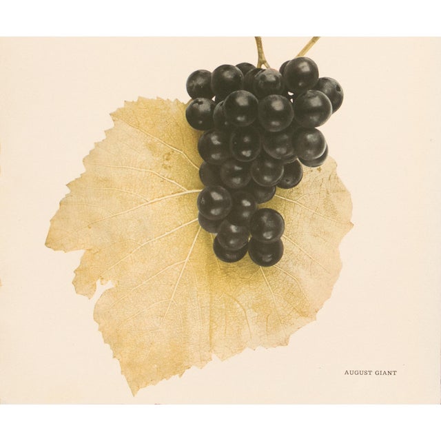 1900s U. P. Hedrick, Original Antique Photogravure of August Giant Grapes For Sale - Image 4 of 7