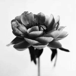 Ugne Pouwell, Peony No.7, 2022, Analogue Black and White Floral Photography, Limited Edition of 5