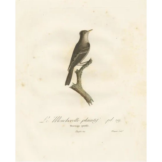 Large Bird Illustration of an Eastern Wood Pewee | Chairish