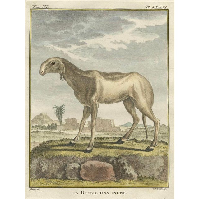 Paper After Jacques de Sève, India Sheep & Ram, 1769, Prints, Set of 3 For Sale - Image 7 of 9