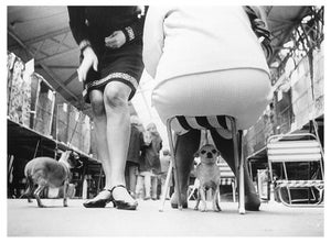 'Chihuahuas' Unframed Archival Pigment Print