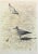 "Gulls" Contemporary Wildlife Hand Signed and Numbered Lithograph by Carl Arlen For Sale