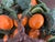 Orange Mid 20th Century Vintage Chinese Bonsai/ Jade Tree With Mandarin Orange Fruit For Sale - Image 8 of 8