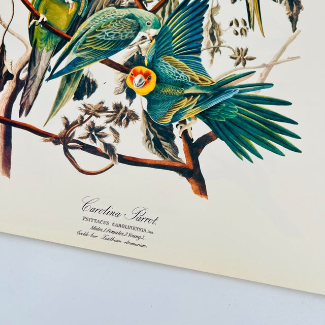 1960s 1964 Audubon Folio Lithograph Great Bird Paintings - "Carolina Parrot" 17x14 For Sale - Image 5 of 9