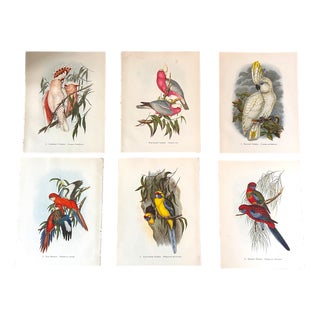 John Gould, Tropical Bird Plates, 1948, Prints, Set of 6 For Sale