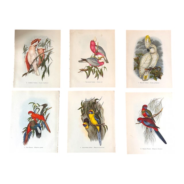 John Gould, Tropical Bird Plates, 1948, Prints, Set of 6 For Sale
