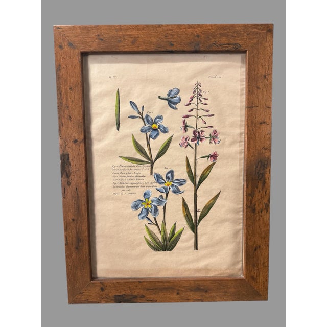 Antique Custom Rustic Country Framed Latin Botanical Flower Print For Sale - Image 6 of 9