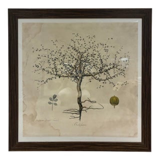 Natural Curiosities “Balefsan” Bruce’s Travels Botanical Tree Print, Framed For Sale