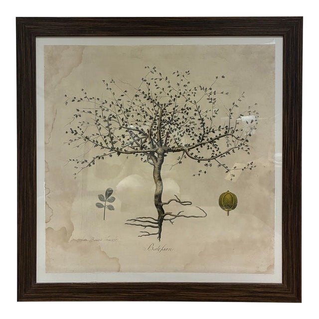 Natural Curiosities “Balefsan” Bruce’s Travels Botanical Tree Print, Framed For Sale