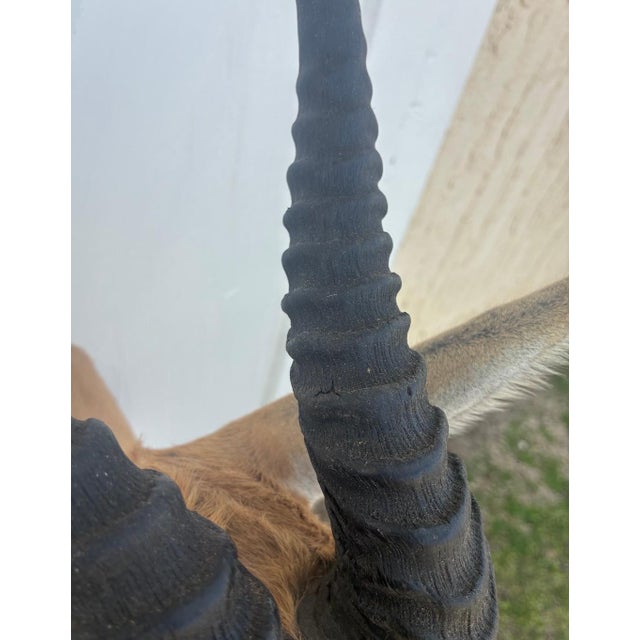 African Springbok Antelope Shoulder Mount Taxidermy South Africa For Sale - Image 13 of 13