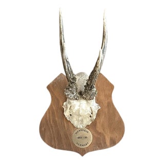 Vintage Black Forest German Trophy Mounted Roe Deer Antlers on Shield Back Wooden Plaque For Sale