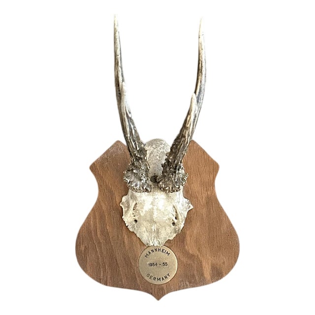 Vintage Black Forest German Trophy Mounted Roe Deer Antlers on Shield Back Wooden Plaque For Sale