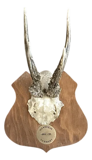 Vintage Black Forest German Trophy Mounted Roe Deer Antlers on Shield Back Wooden Plaque