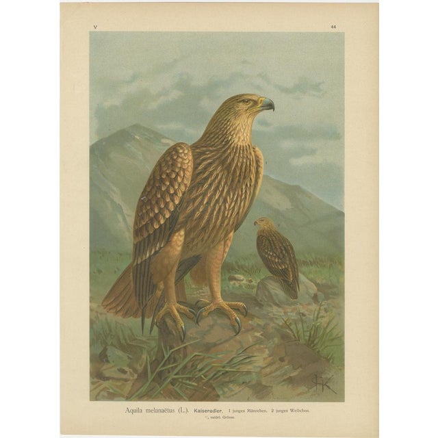 Birds of Prey, Complete Set of 10 Chromolithographs – Eagles & Falcons c1890 This impressive and visually unified suite of...