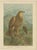 Birds of Prey, Complete Set of 10 Chromolithographs – Eagles & Falcons c1890 This impressive and visually unified suite of...