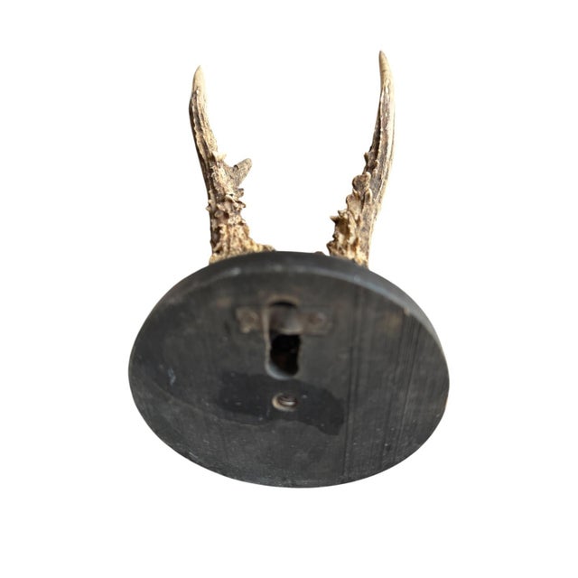 1900 - 1909 Roe Deer Trophy 204 Black Forest Antlers Mount For Sale - Image 5 of 5