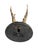 1900 - 1909 Roe Deer Trophy 204 Black Forest Antlers Mount For Sale - Image 5 of 5