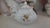 1900 - 1909 Early 20th-Century Japanese Floral Porcelain Petite Covered Sugar Bowl For Sale - Image 5 of 18