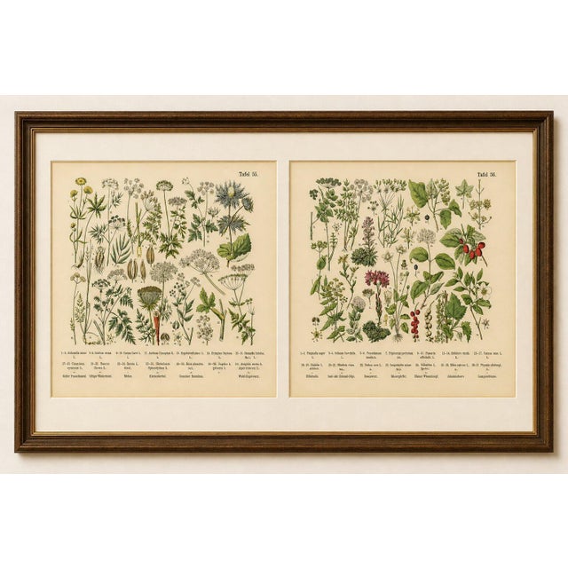 M. Fünfstück, Umbellifers & Medicinal Plants, 1890s, Chromolithograph, Set of 2 For Sale - Image 6 of 9