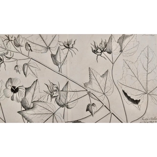 "Katu-Belluren": A 17th Century Botanical Engraving by Hendrik Van Rheede, 1686 For Sale - Image 4 of 8